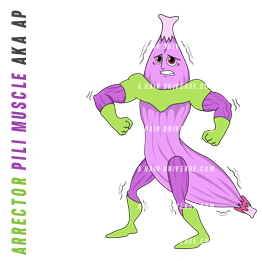 AP | Arrector Pili Muscle