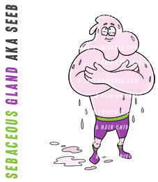 Seeb | Sebaceous Gland